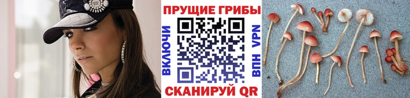 darknet Telegram  Гусь-Хрустальный  Псилоцибиновые грибы Cubensis 